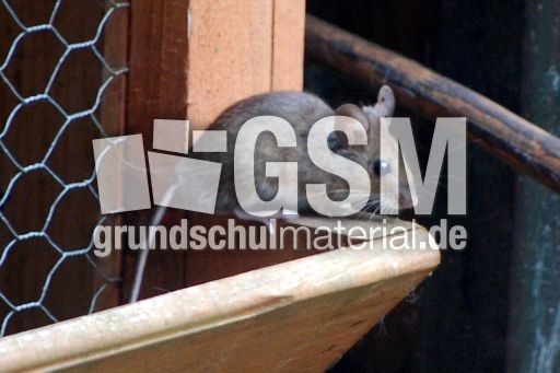 Feldmaus.JPG